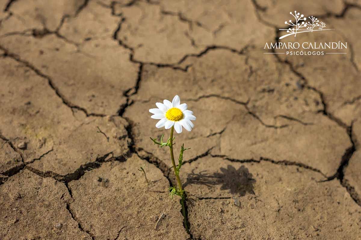 resiliencia adversidad