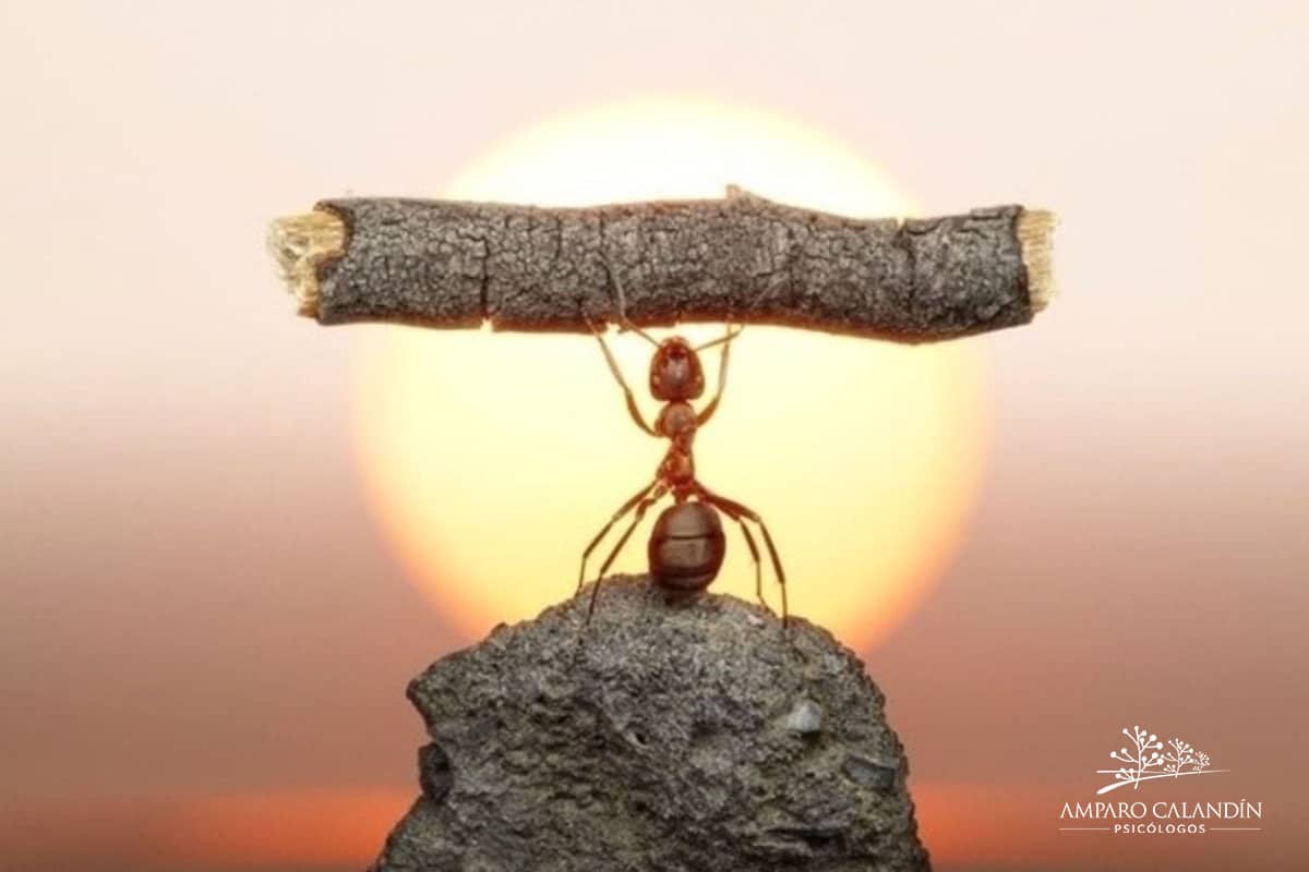 resiliencia afrontar la adversidad resiliencia afrontar la adversidad